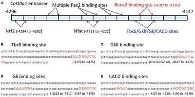 Expression Profiling and Functional Analysis of Candidate Col10a1 Regulators Identified by the TRAP Program